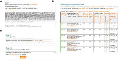 The efficient generation of knockout microglia cells using a dual-sgRNA strategy by CRISPR/Cas9